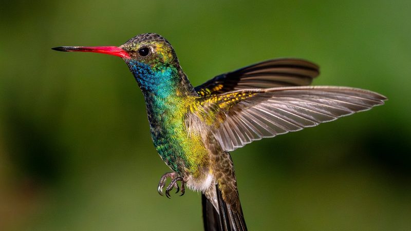pvbirding — Alfonso Langle (Professional Bird Guide)